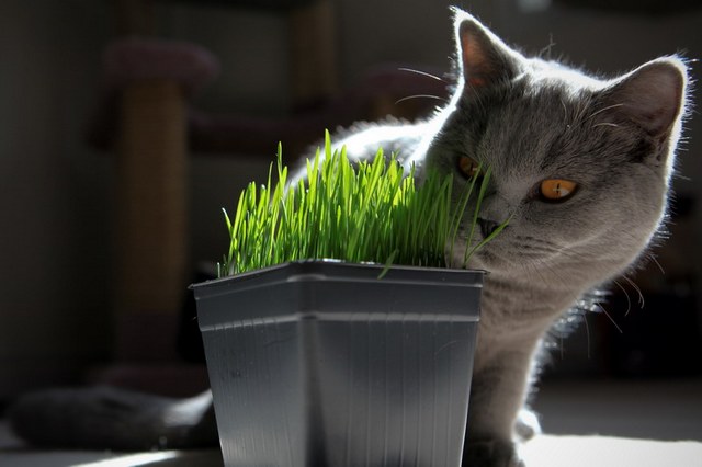 Чем кормить шотландскую кошку