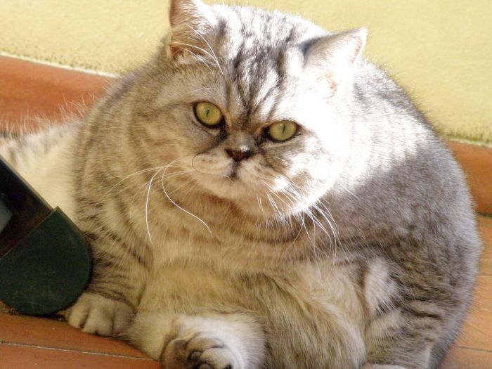 Чем кормить шотландскую кошку