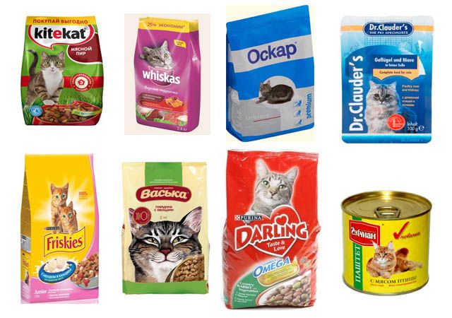 Чем кормить шотландскую кошку