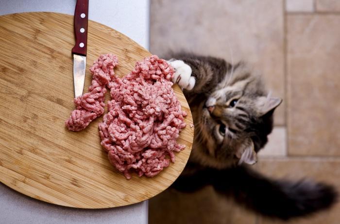 Чем кормить шотландскую кошку
