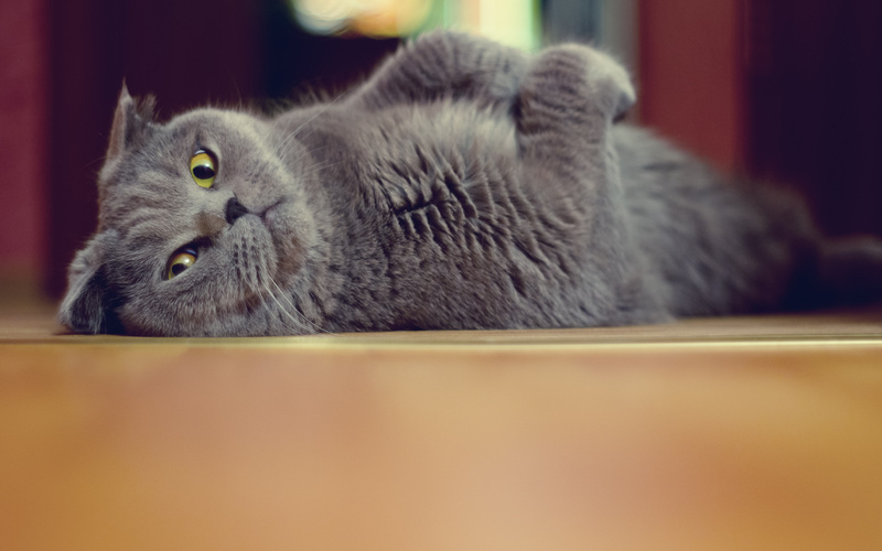 Чем кормить шотландскую кошку